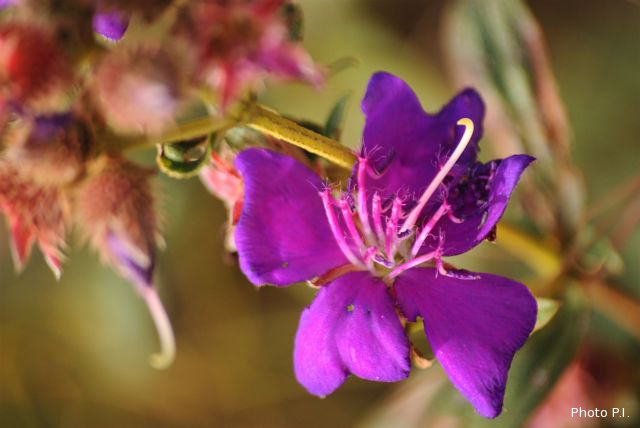 Plants with pink and purple bloom