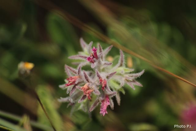 Plants with pink and purple bloom