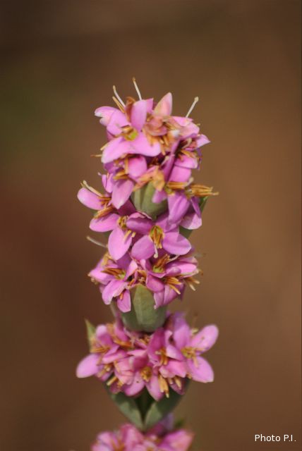 Plants with pink and purple bloom