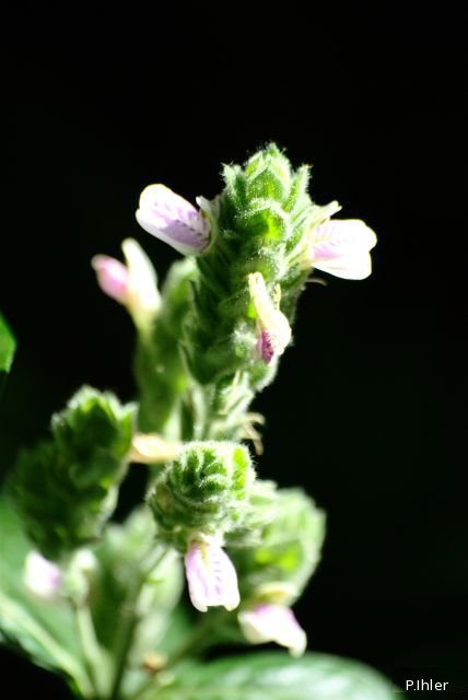 Plants with pink and purple bloom