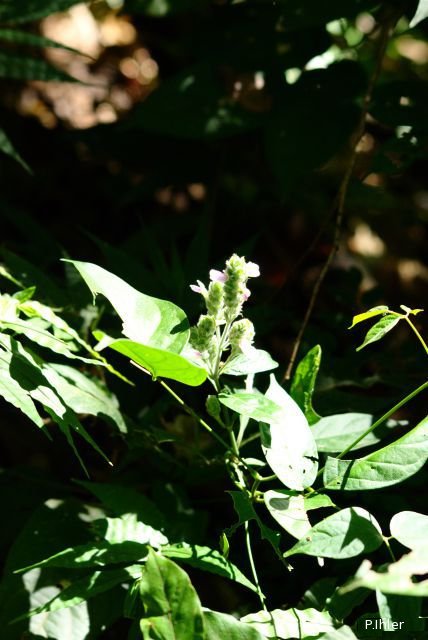Plants with pink and purple bloom