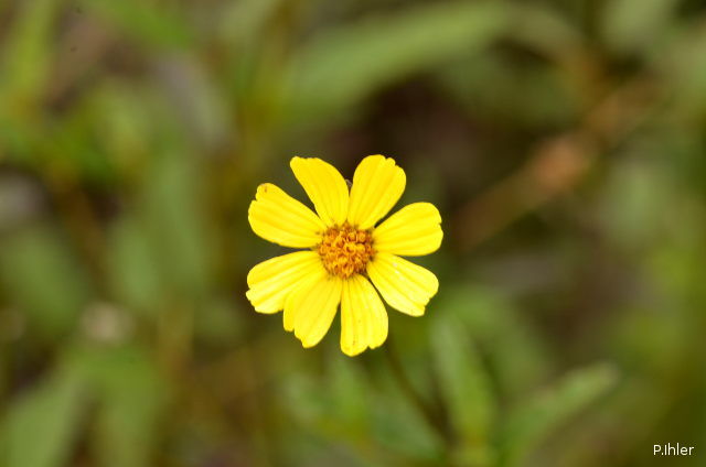 Plants with yellow and golden bloom