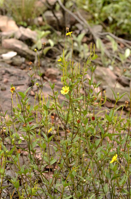 Plants with yellow and golden bloom