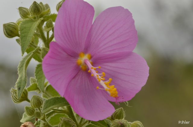 Plants with pink and purple bloom