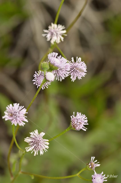 Plants with pink and purple bloom