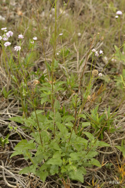 Plants with pink and purple bloom