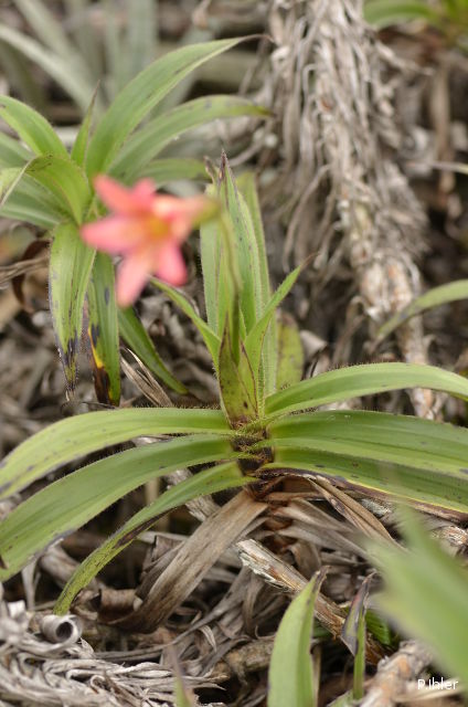Plants with red bloom