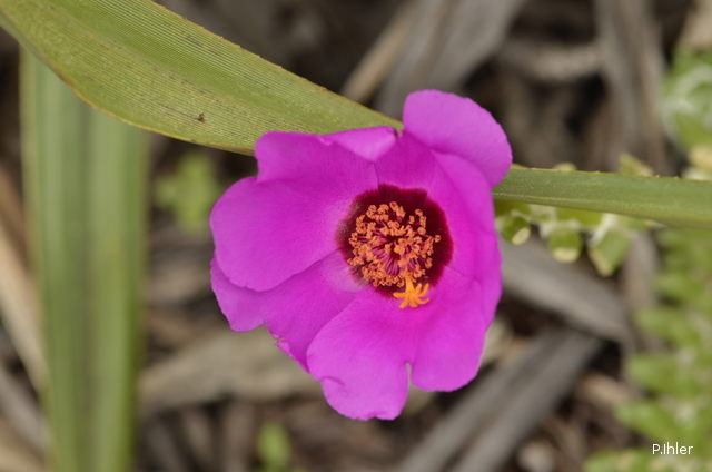 Plants with pink and purple bloom