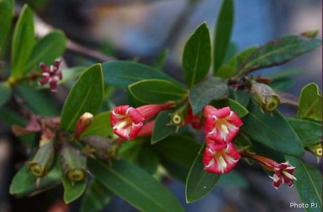 Plants with red bloom