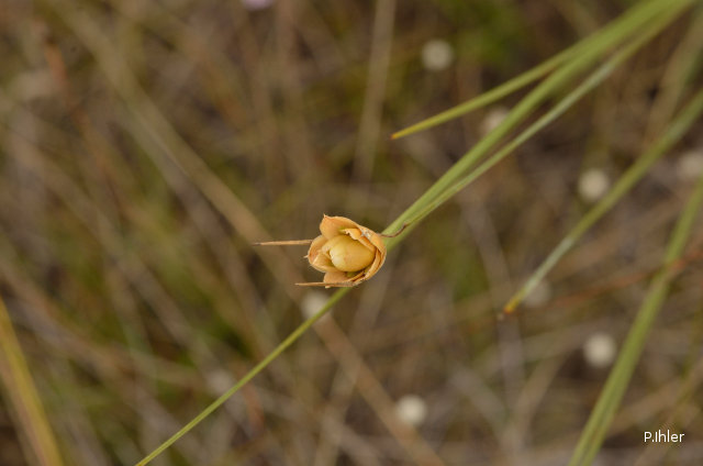 Photos of herbaceous or grasses plants type