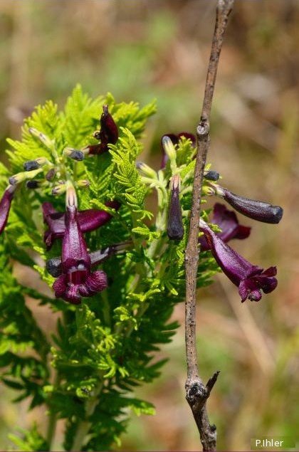 Plants with pink and purple bloom