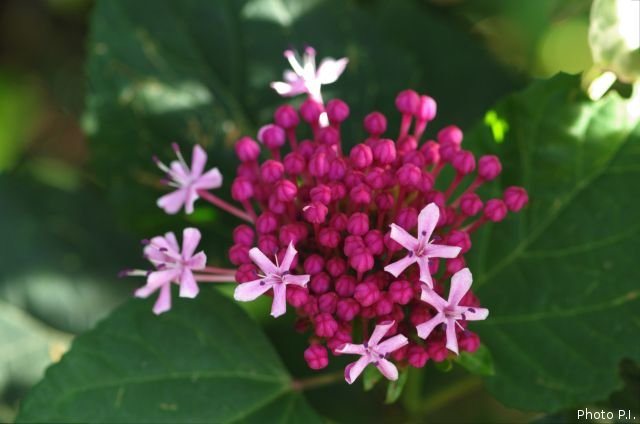 Plants with pink and purple bloom