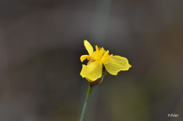 Plants with yellow and golden bloom