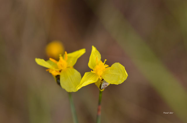 Plants with yellow and golden bloom