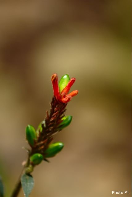 Plants with red bloom