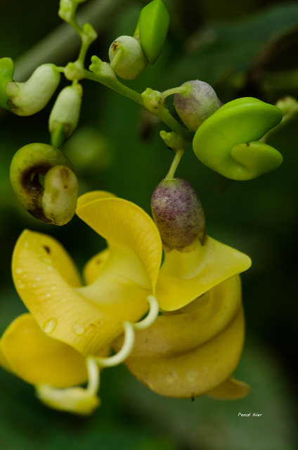 Plants with yellow and golden bloom