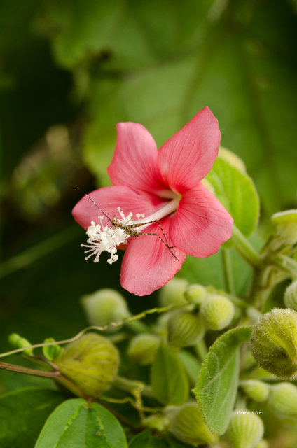 Plants with red bloom