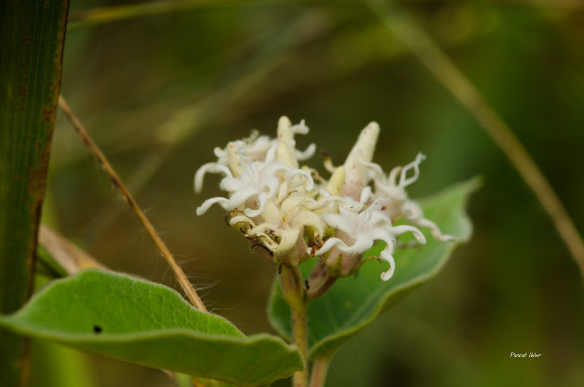 Plants with white bloom