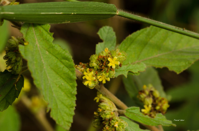 Plants with yellow and golden bloom