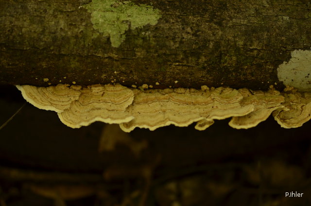 Lichens, mushrooms, mossos or others