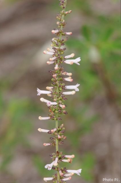 Plants with pink and purple bloom