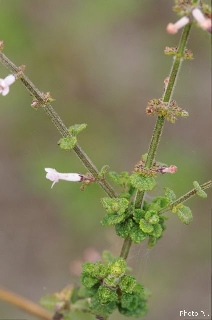 Plants with pink and purple bloom