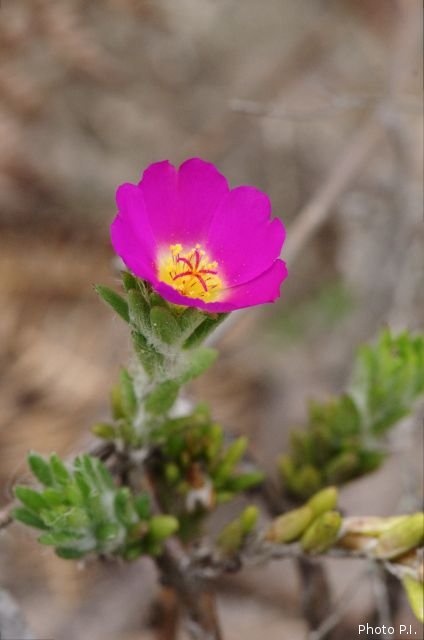 Plants with pink and purple bloom
