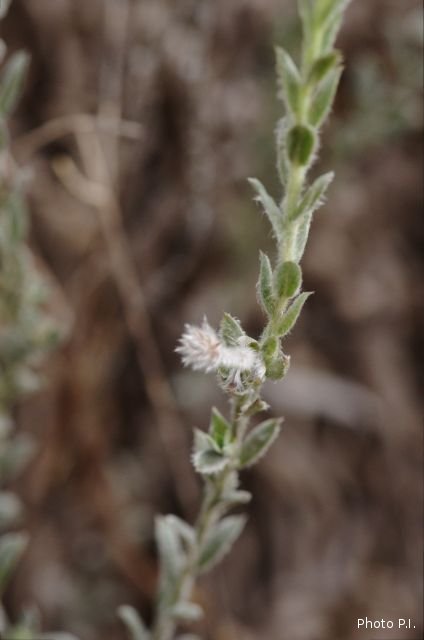 Plants with white bloom