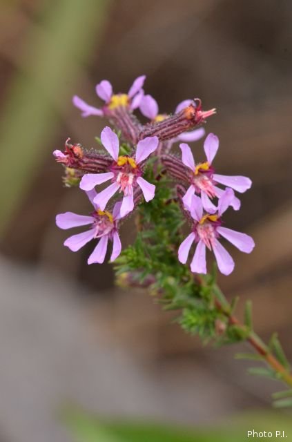 Plants with pink and purple bloom