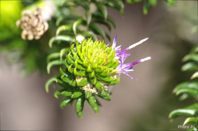 Plants with pink and purple bloom