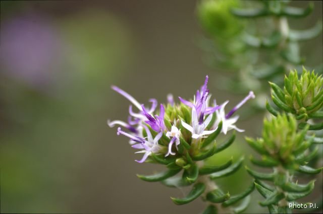 Plants with pink and purple bloom