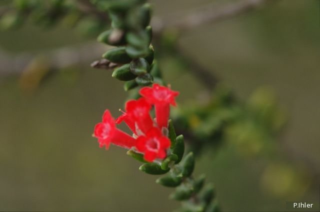 Plants with red bloom