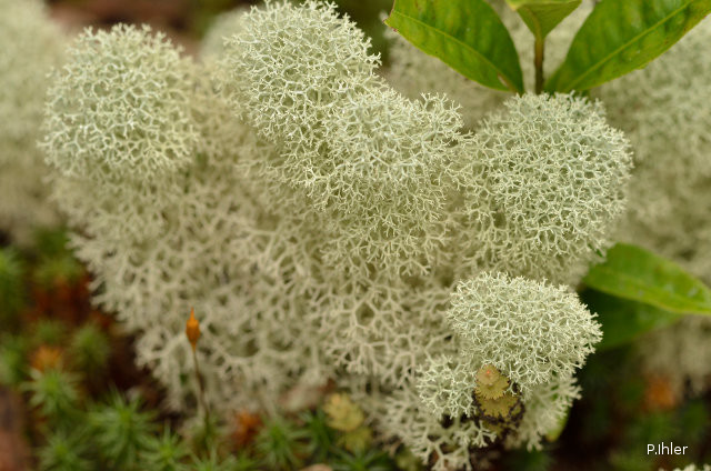 Lichens, mushrooms, mossos or others