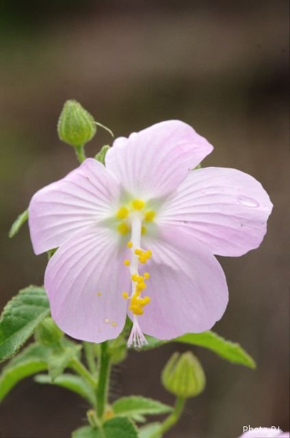Plants with pink and purple bloom