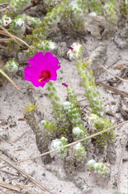 Plants with pink and purple bloom