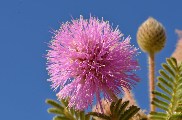 Plants with pink and purple bloom