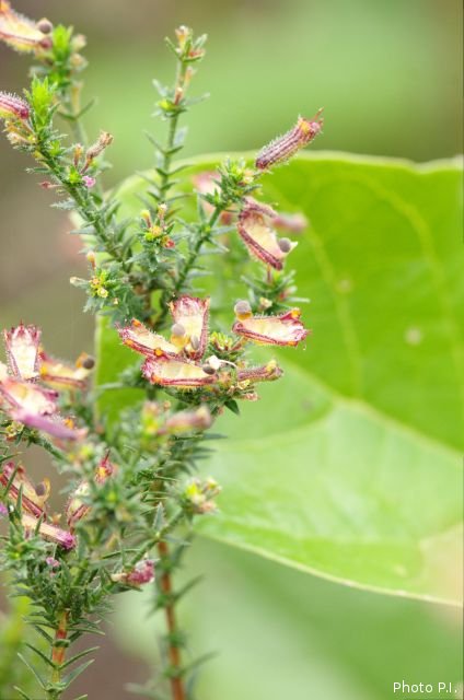 Plants with red bloom