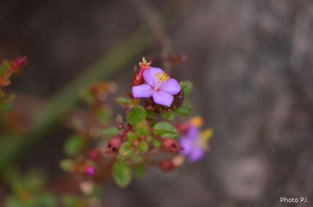 Plants with pink and purple bloom