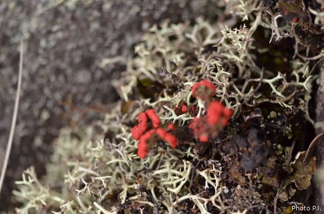 Lichens, mushrooms, mossos or others