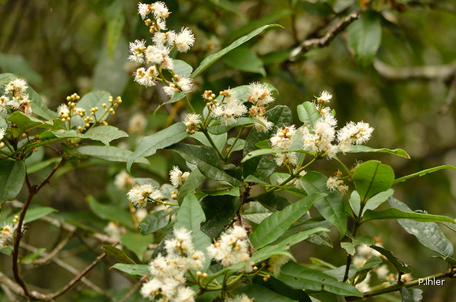 Plants with white bloom