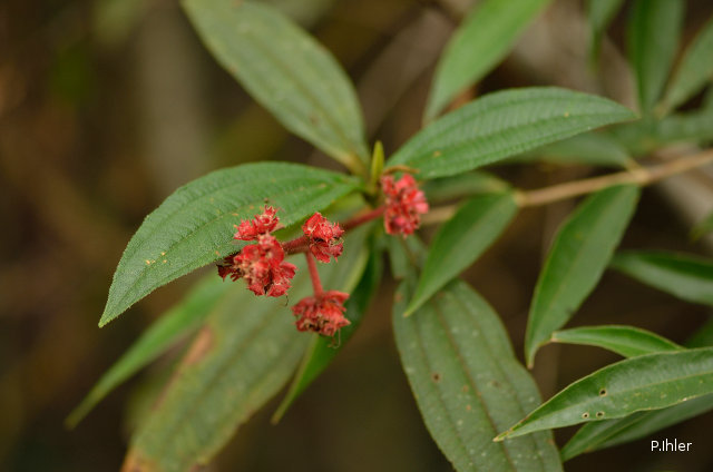 Plants with red bloom