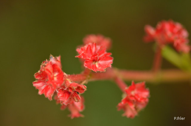 Plants with red bloom