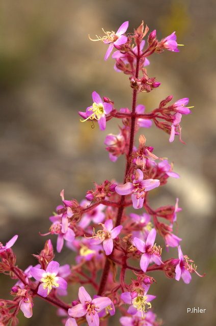 Plants with pink and purple bloom
