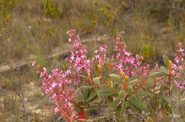 Plants with pink and purple bloom