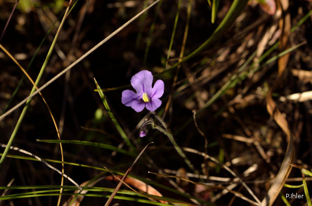 Plantas e arbustos com inflorescência de cor azul