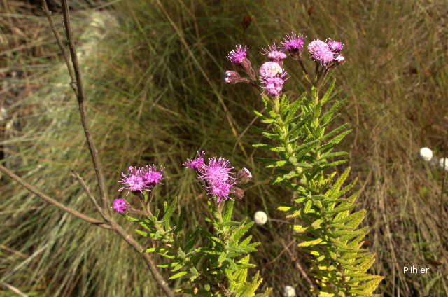 Plants with pink and purple bloom