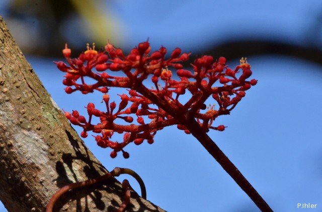 Plants with red bloom