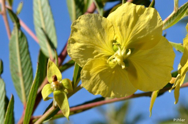 Plants with yellow and golden bloom