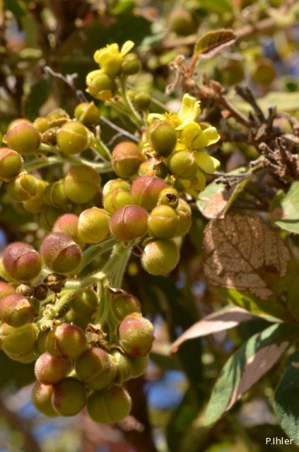 Plants with yellow and golden bloom