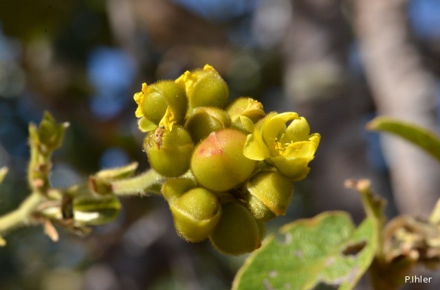 Plants with yellow and golden bloom